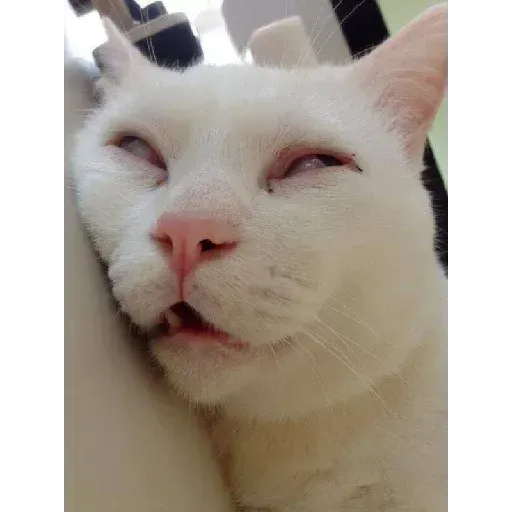 Meow2 - Sticker 21