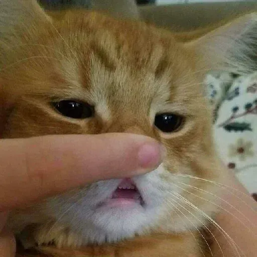 Meow2 - Sticker 13