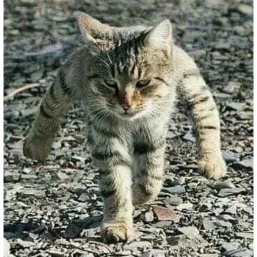 Meow2 - Sticker 11