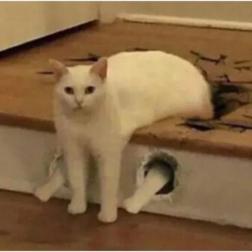 Meow2 - Sticker 24