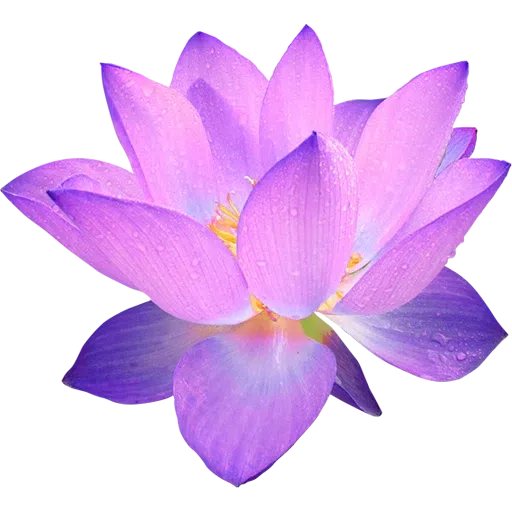 Pink Flowers @ykinanah - Sticker 13
