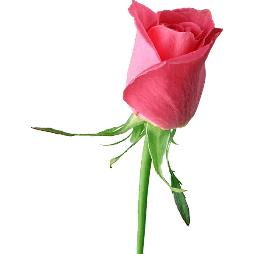 Pink Flowers @ykinanah - Sticker 9