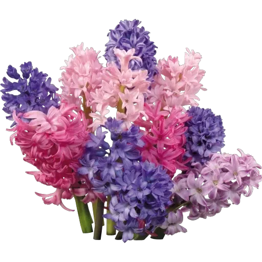 Pink Flowers @ykinanah - Sticker 22