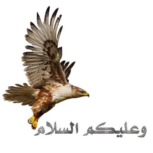 Dini - Sticker 16