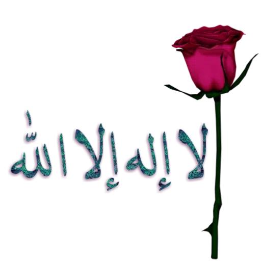 Dini - Sticker 14