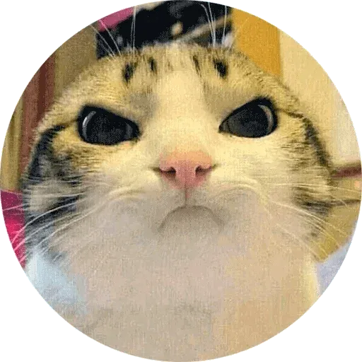 Meme - Sticker 21