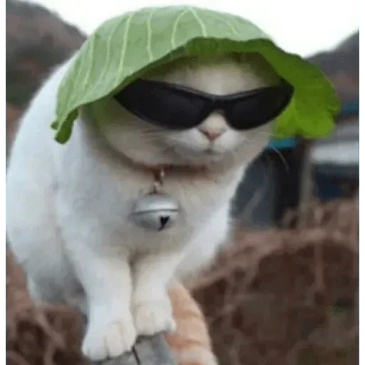 Meme - Sticker 30