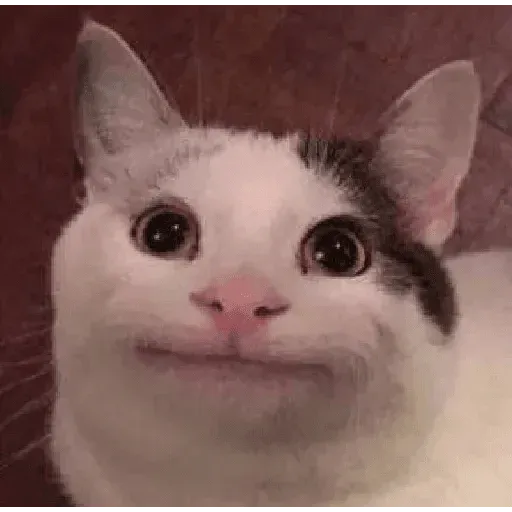 Meme - Sticker 24