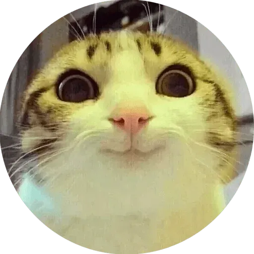 Meme - Sticker 20