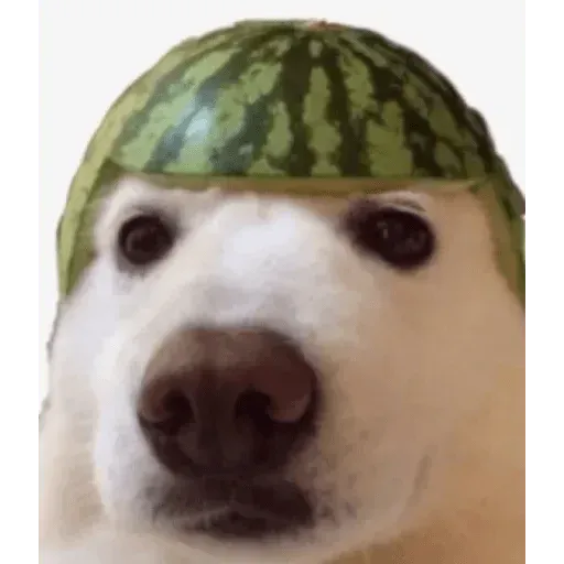 Meme - Sticker 17