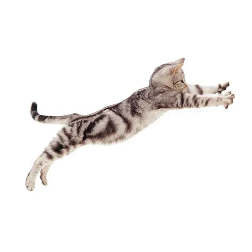 cat - Sticker 26