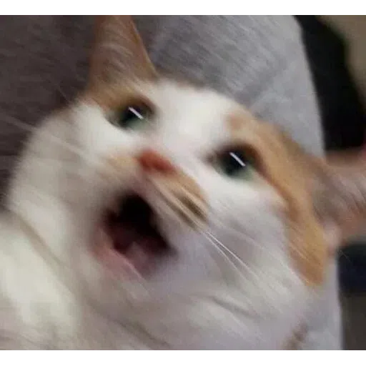 cat - Sticker 14