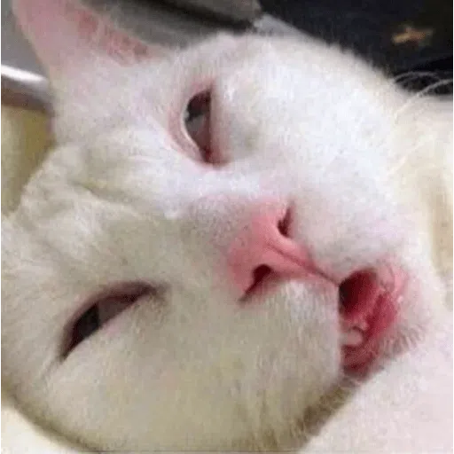 cat - Sticker 10