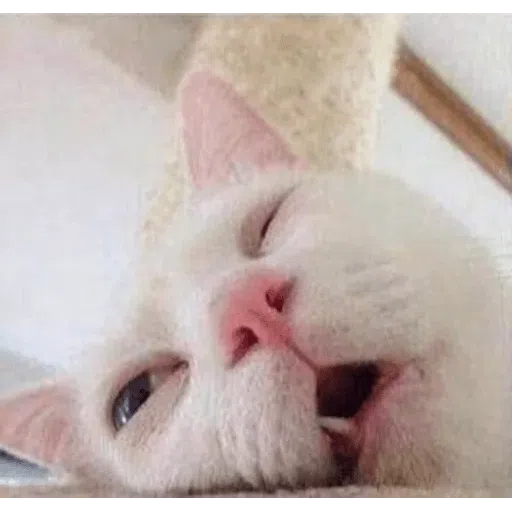 cat - Sticker 11
