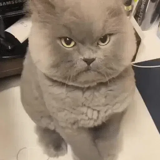 cat - Sticker 30