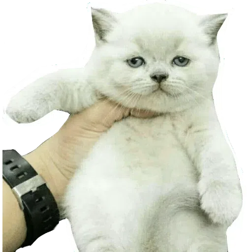 cat - Sticker 28