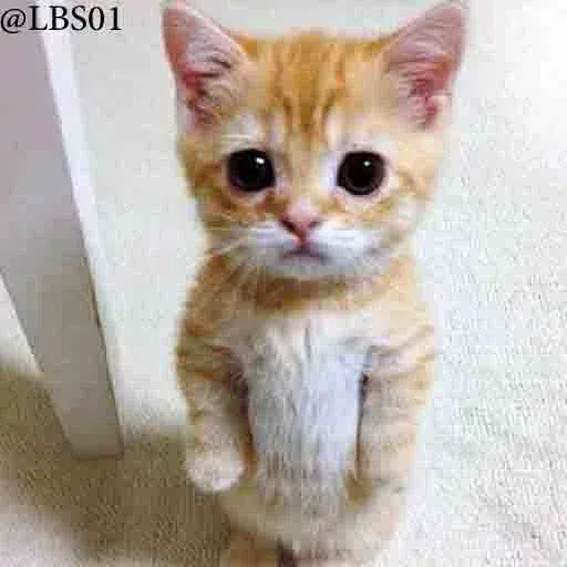 cat - Sticker 18