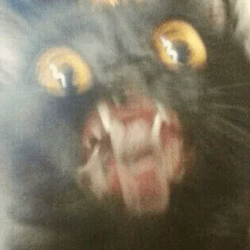 cat - Sticker 15