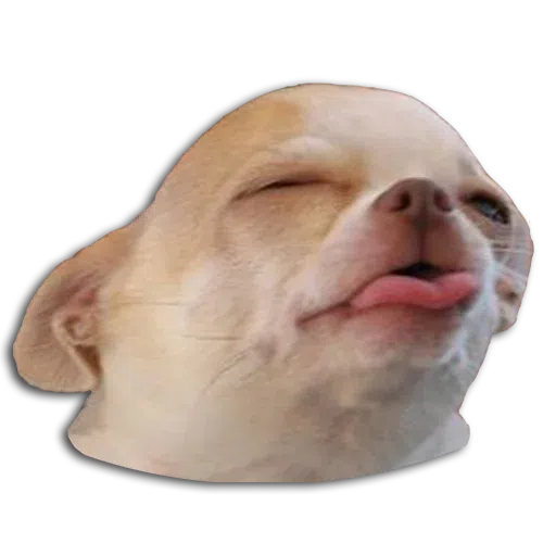 cat - Sticker 20
