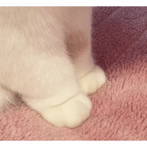cat - Sticker 24