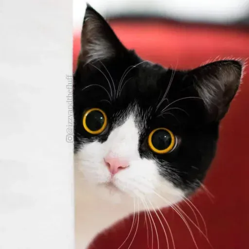 Izzycat - Sticker 13
