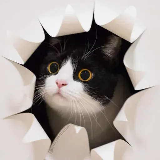 Izzycat - Sticker 10