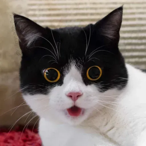 Izzycat - Sticker 9