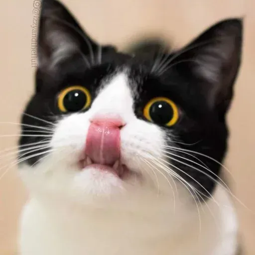 Izzycat - Sticker 17
