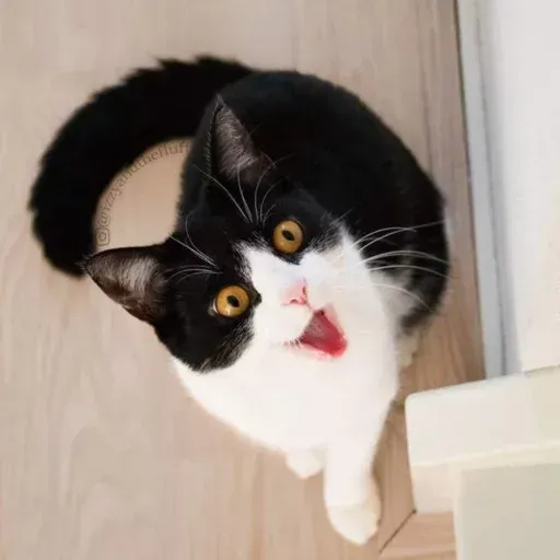 Izzycat - Sticker 14