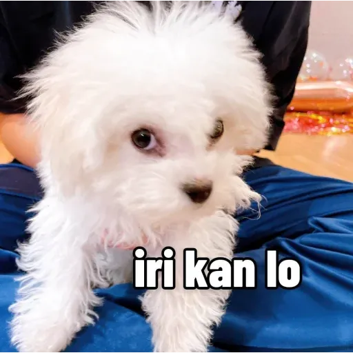 Mems lagi - Sticker 12