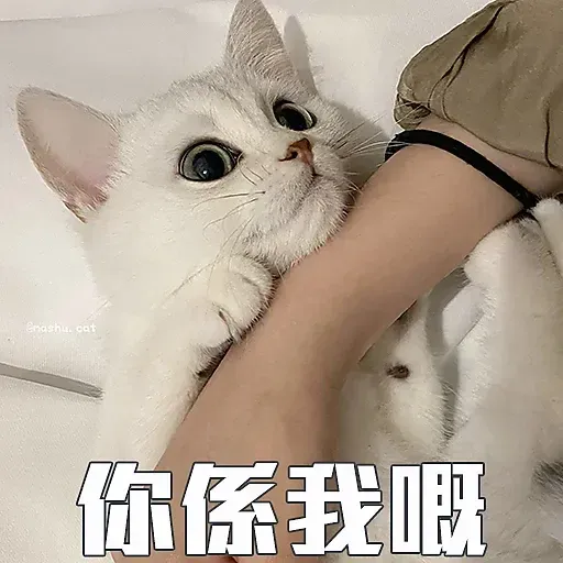 🐱 - Sticker 23