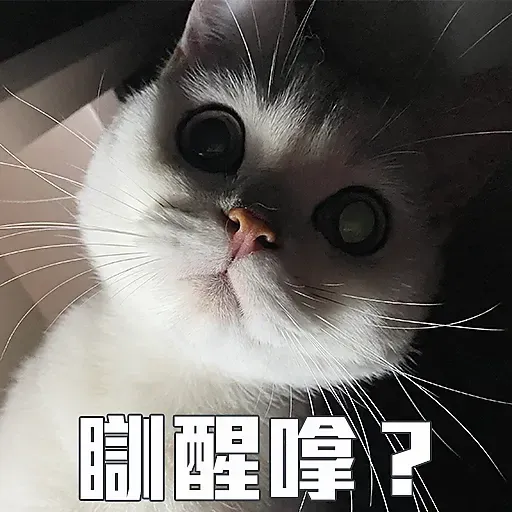 🐱 - Sticker 15