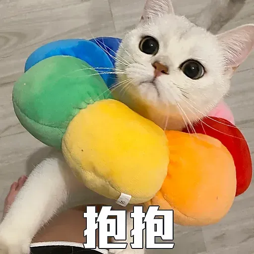 🐱 - Sticker 21