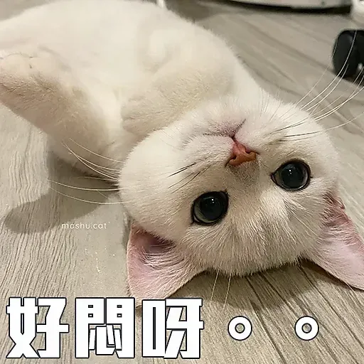🐱 - Sticker 10