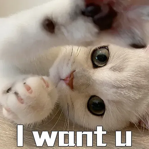 🐱 - Sticker 22