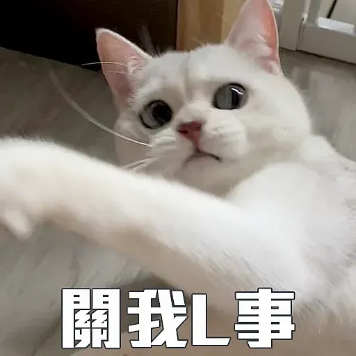 🐱 - Sticker 19