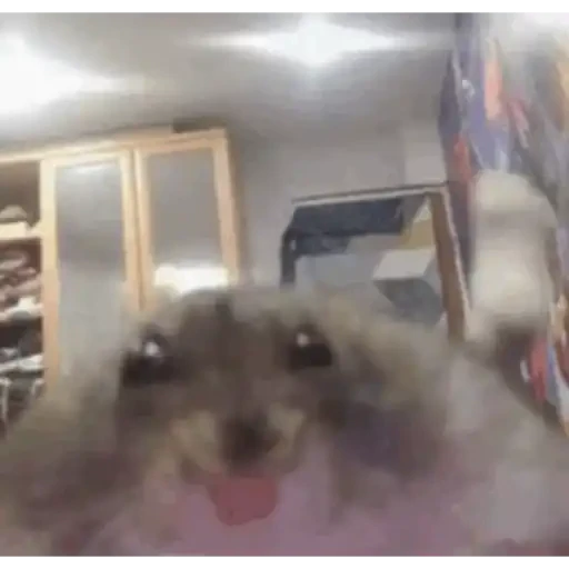 TikTok Animated Memes 8 - Sticker 12