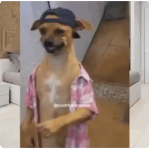 TikTok Animated Memes 8 - Sticker 27