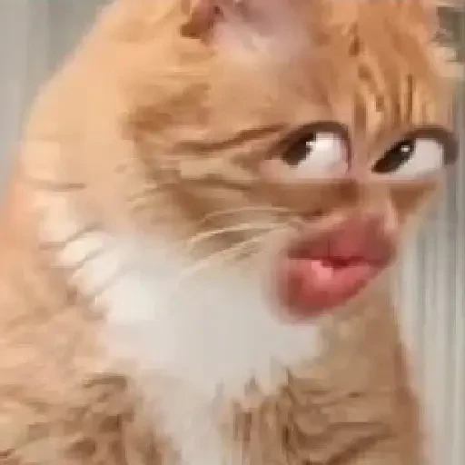 TikTok Animated Memes 8 - Sticker 15