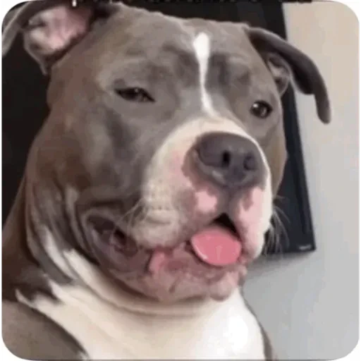 TikTok Animated Memes 8 - Sticker 19