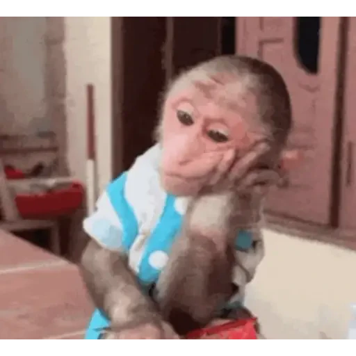 TikTok Animated Memes 8 - Sticker 25