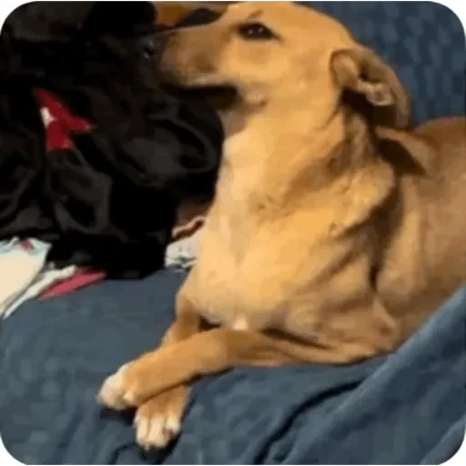 TikTok Animated Memes 8 - Sticker 22
