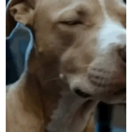 TikTok Animated Memes 8 - Sticker