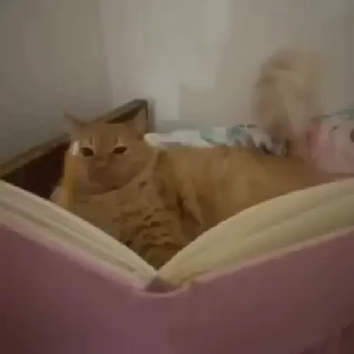 TikTok Animated Memes 8 - Sticker 20