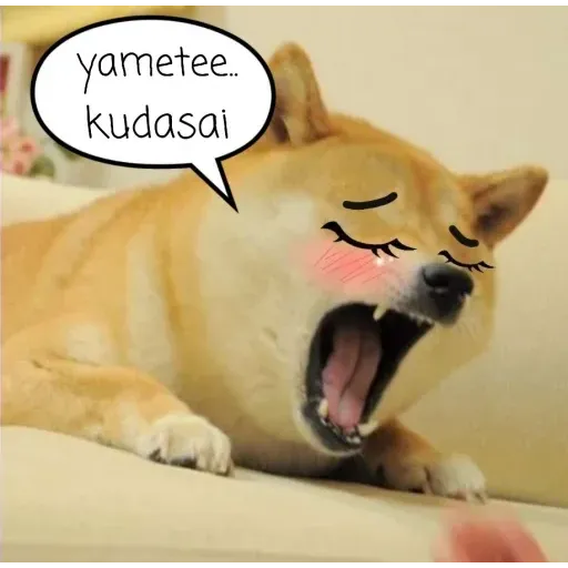 Doge - Sticker 16