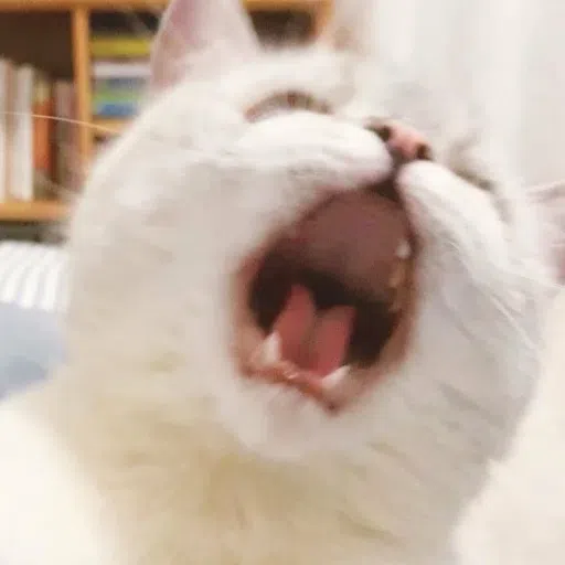 cattos - Sticker 14