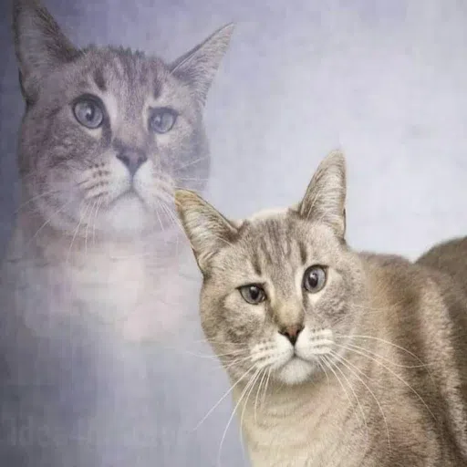 cattos - Sticker 10