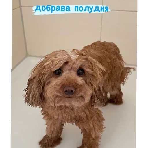 Груша - Sticker 10