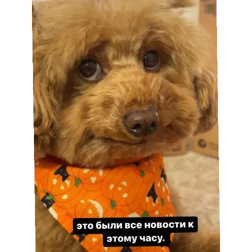 Груша - Sticker 13
