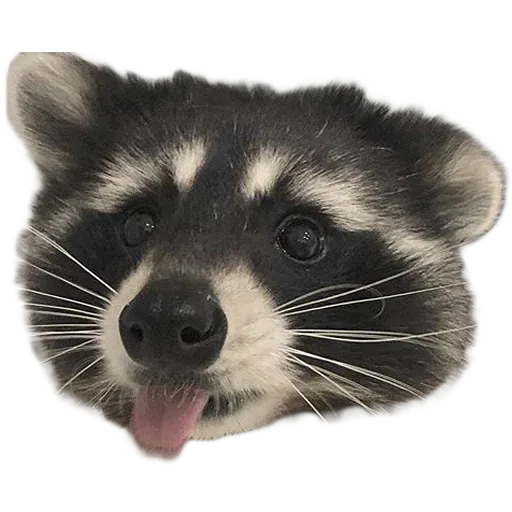 raccoooon - Sticker 28